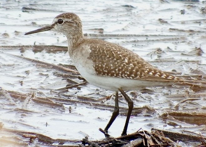 Wood Sandpiper - Muhammad Iqbal