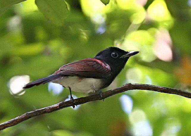 Black Paradise-Flycatcher - ML379637811