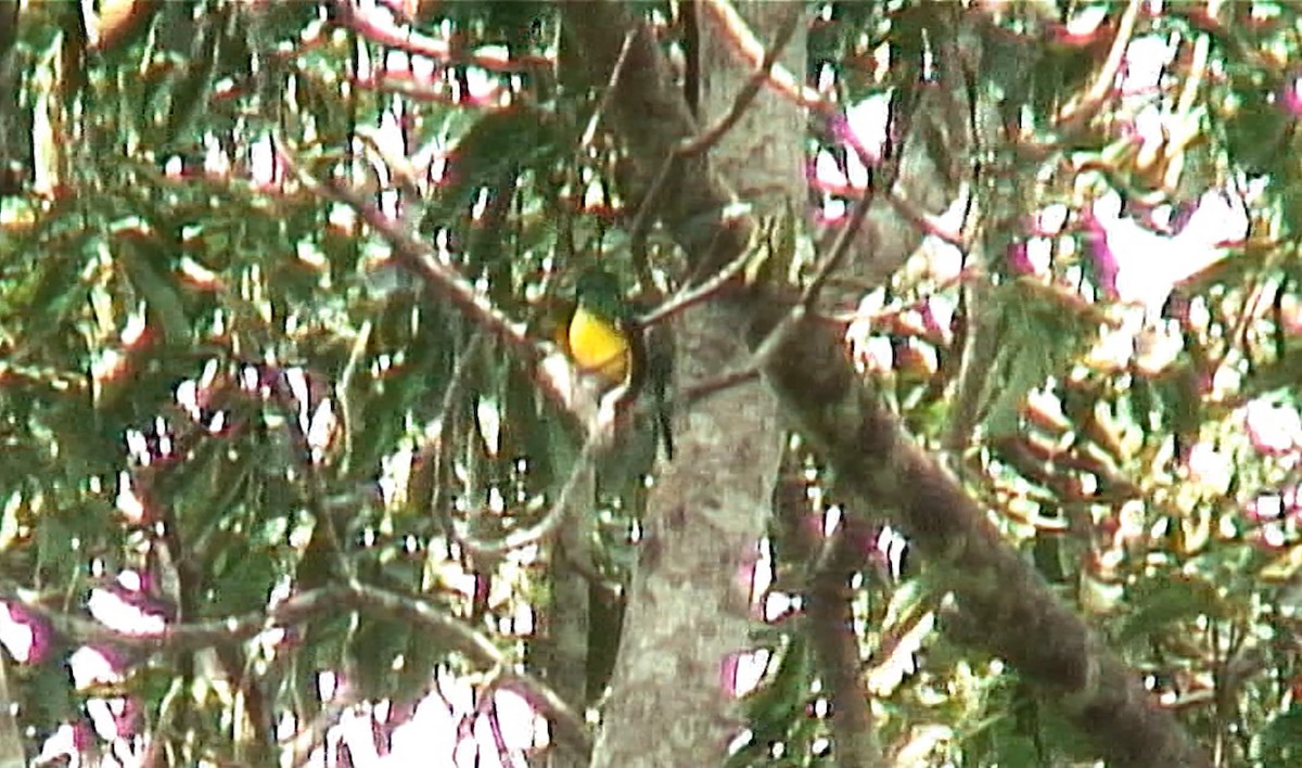 African Emerald Cuckoo - ML379637921