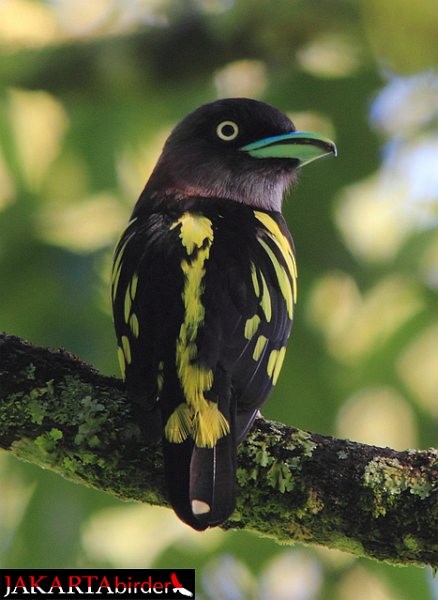 Banded Broadbill (Javan) - ML379638031