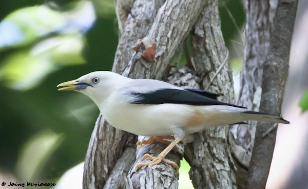 White-headed Starling - ML379638081