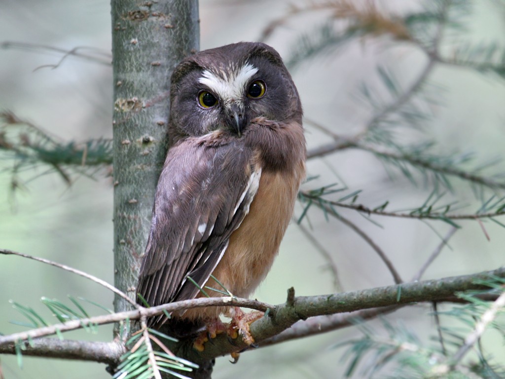 Northern Saw-whet Owl - ML37963841