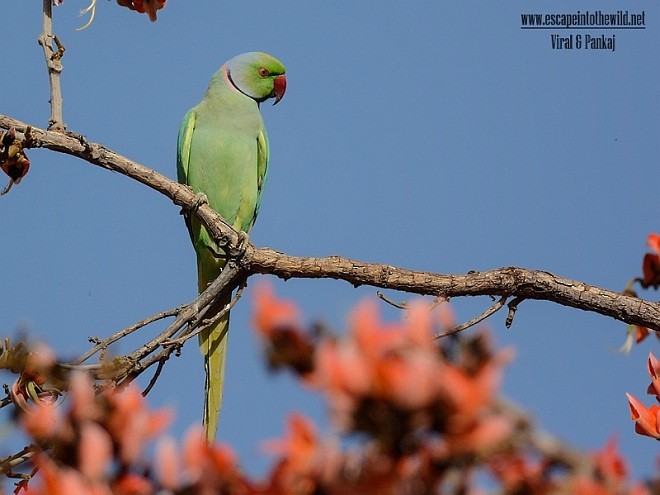 Rose-ringed Parakeet - ML379639001