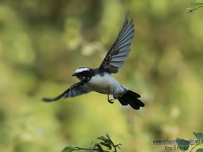 White-browed Fantail - ML379639331