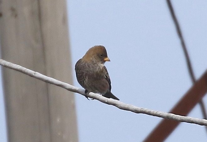 Asian Rosy-Finch - ML379639341