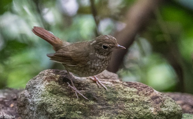 Rufous-tailed Robin - ML379640121