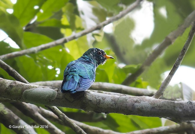 Asian Emerald Cuckoo - Gaurab Talukdar