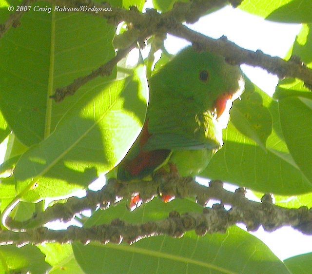 Wallace's Hanging-Parrot - ML379640451