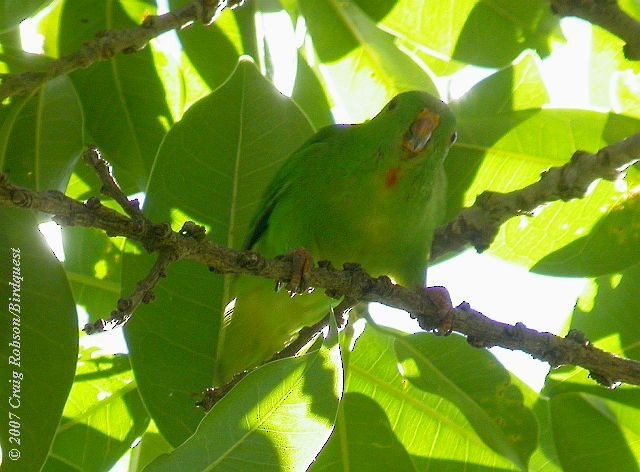 Wallace's Hanging-Parrot - Craig Robson