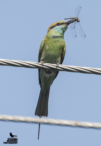 Asian Green Bee-eater - ML379640641