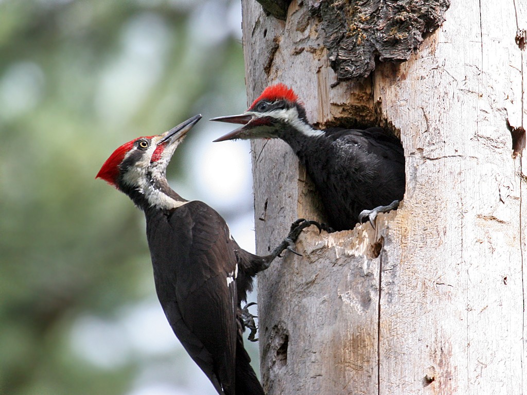 Pileated Woodpecker - Dick Dionne