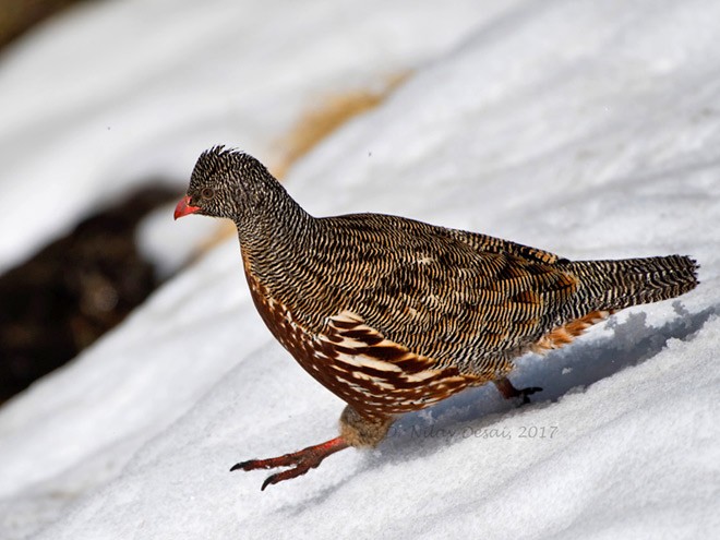 Snow Partridge - ML379640791