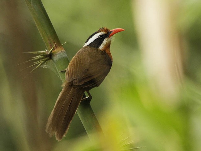 Black-crowned Scimitar-Babbler - ML379640851