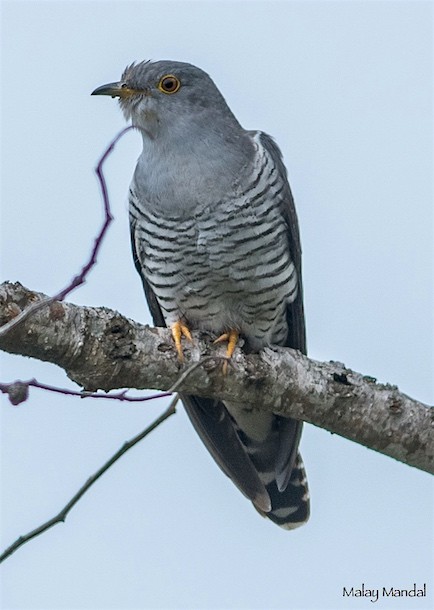 Himalajakuckuck - ML379640951