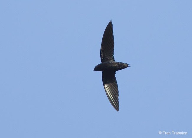 Silver-rumped Spinetail - ML379641001