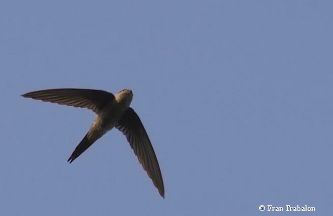 Asian Palm Swift - Fran Trabalon