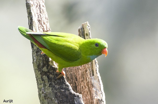 Vernal Hanging-Parrot - ML379641341