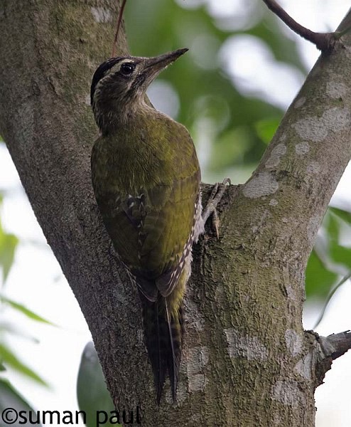 Streak-throated Woodpecker - ML379641421