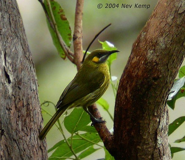 medosavka timorská - ML379641501