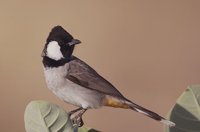 White-eared Bulbul - ML379641641