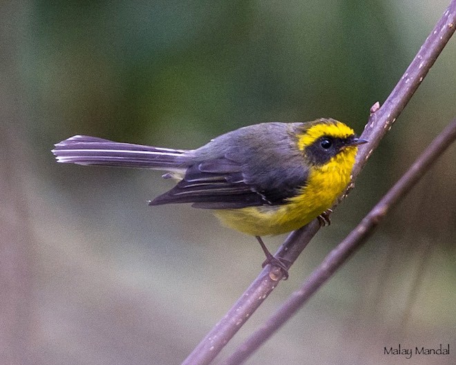 Papamoscas Ventrigualdo - ML379641711