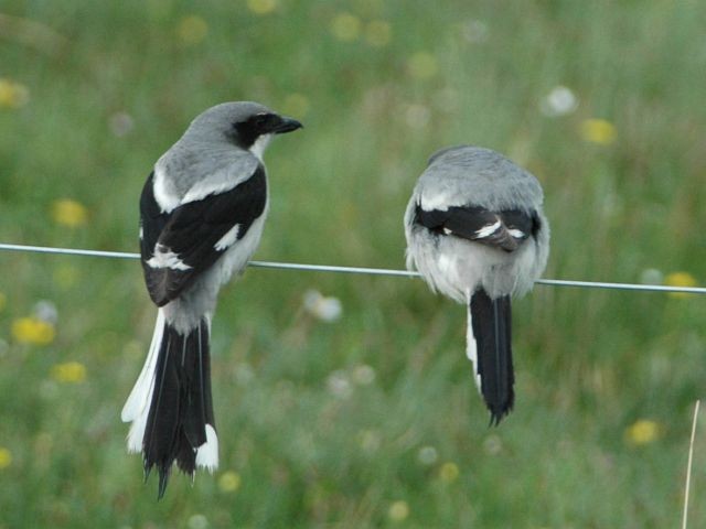 Giant Shrike - ML379641721