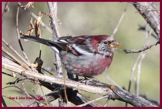 Three-banded Rosefinch - ML379641791