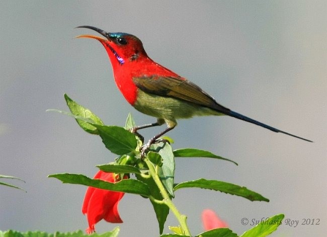 Crimson Sunbird (Goulpourah) - ML379642211