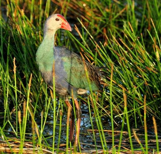 Gray-headed Swamphen - ML379642251