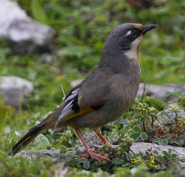Variegated Laughingthrush - ML379642491