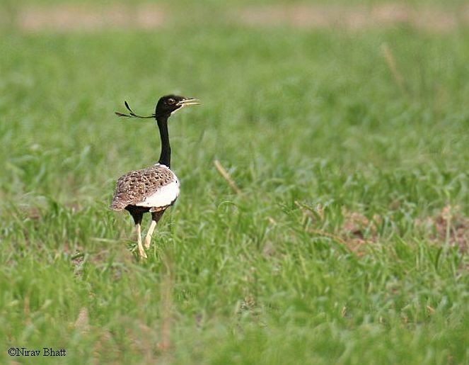 Lesser Florican - ML379642621