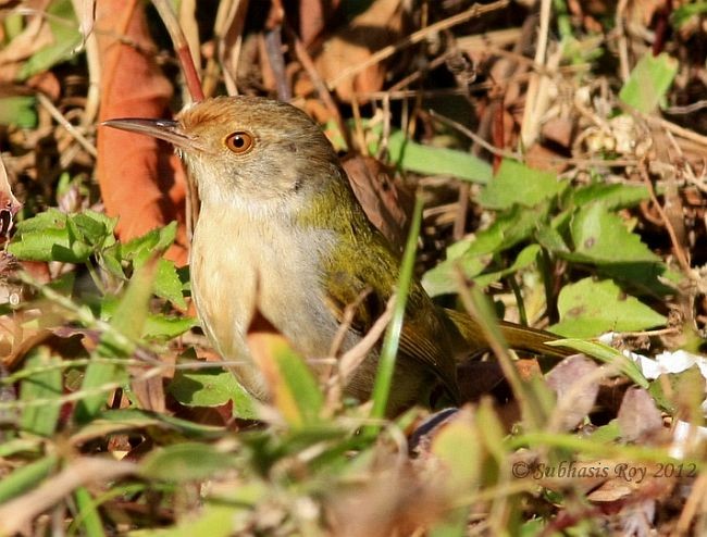 Common Tailorbird - ML379642671