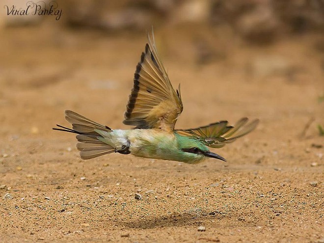 Asian Green Bee-eater - ML379642901