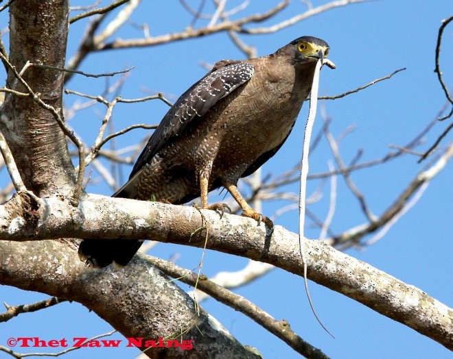 Crested Serpent-Eagle (Crested) - ML379642931