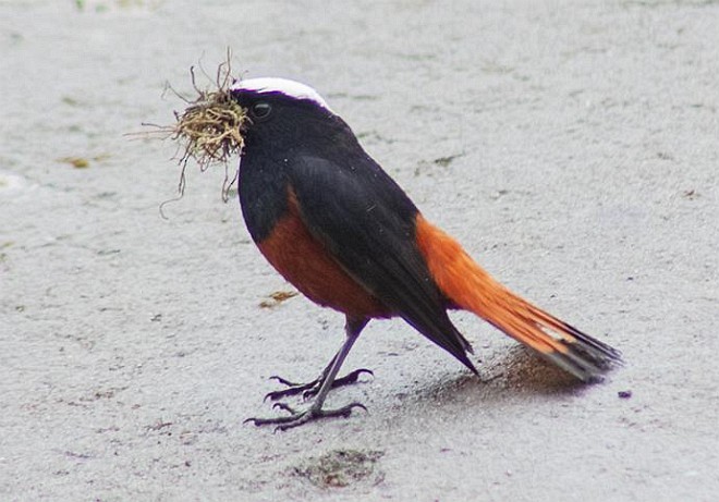 White-capped Redstart - ML379642961