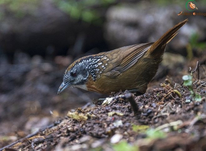 Spot-necked Babbler - Dinh Thinh