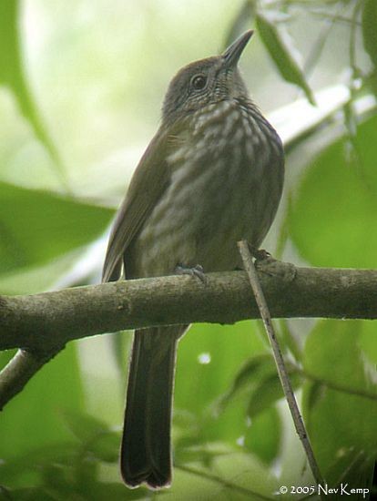 Javan Bulbul - ML379643451