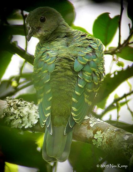 Pink-headed Fruit-Dove - ML379643661