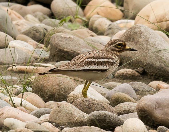 Indian Thick-knee - Simon van der Meulen