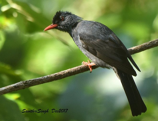 Square-tailed Bulbul (Sri Lanka) - ML379643981