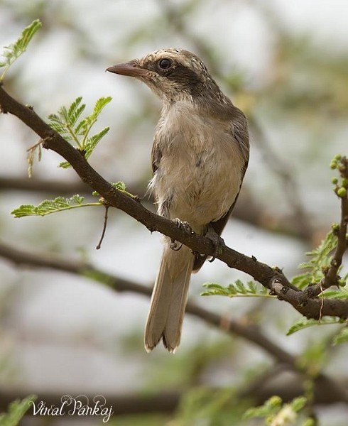 Common Woodshrike - ML379644121