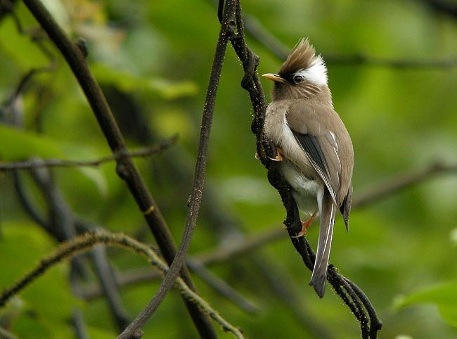 White-collared Yuhina - ML379644611