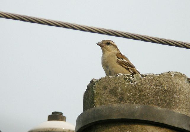 Russet Sparrow - ML379644631