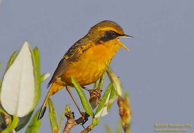 Golden Bush-Robin - ML379644721
