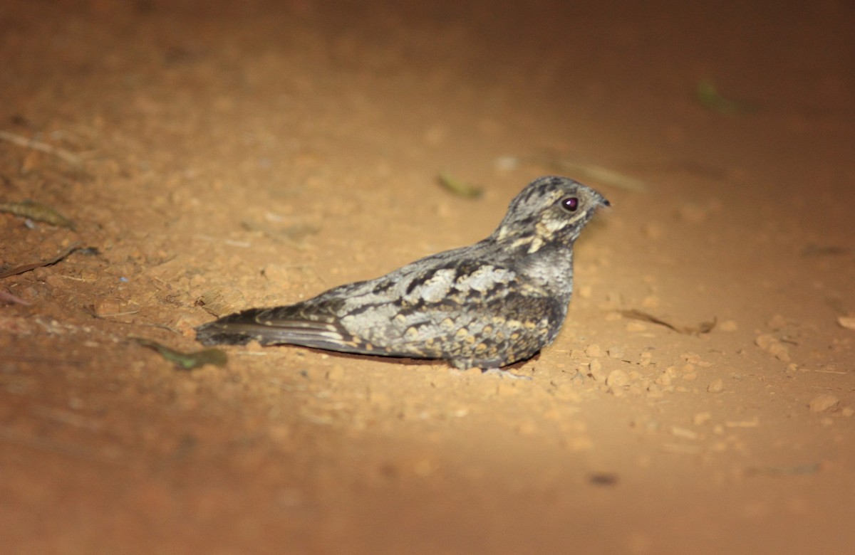 Gray Nightjar - ML379644761