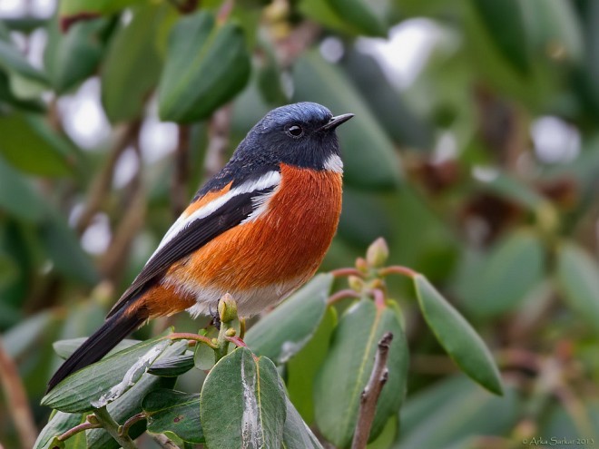 White-throated Redstart - ML379645151