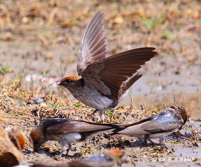 Streak-throated Swallow - Dr. Raghavji Balar