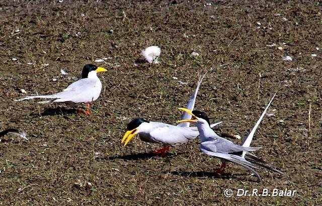 River Tern - Dr. Raghavji Balar