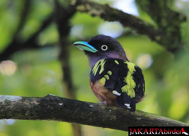 Banded Broadbill (Javan) - ML379645291