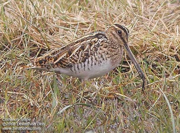Common Snipe - ML379645511